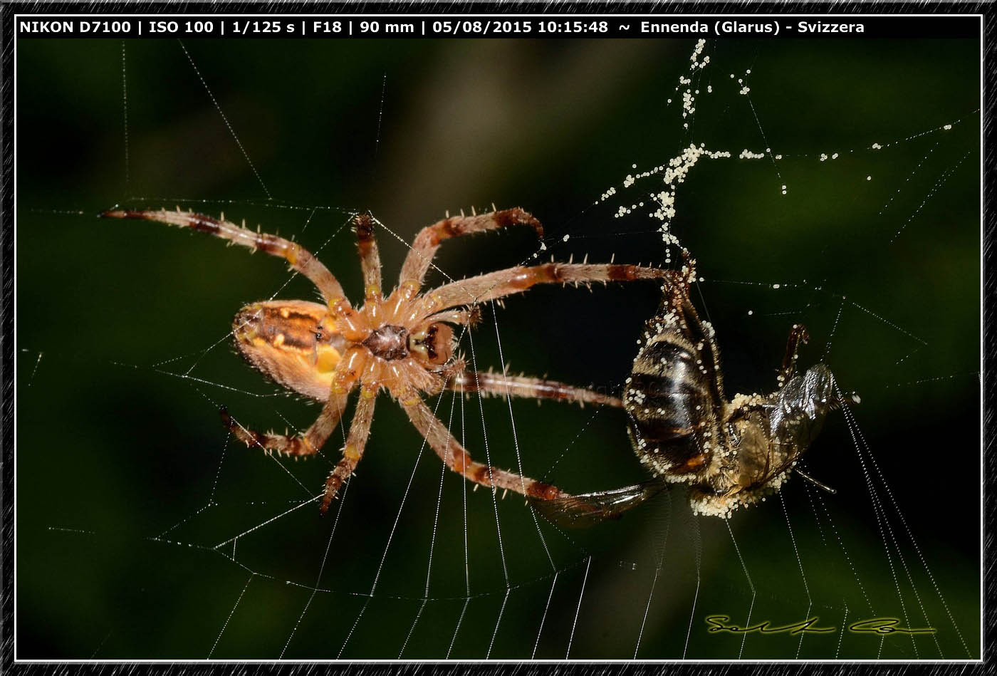 Cattura con... fuga: Araneus diadematus - Enneda (Svizzera)